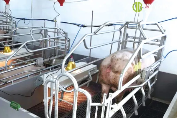 ãLift arrowingunitãHunan Yueyang 2400 свиноматочна ферма