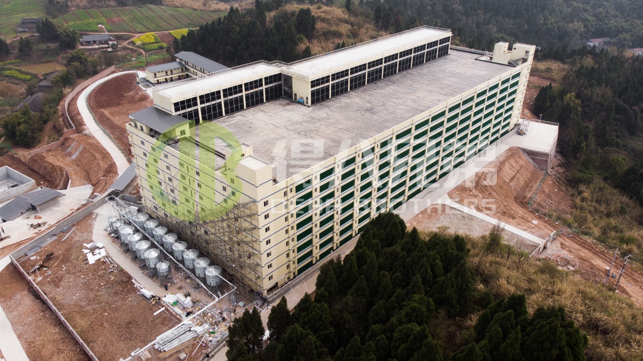 Як покращити якість навколишнього середовища в сучасному дизайні свиноферми