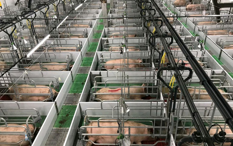 Precise Nutrition & Scientific Management: розширення можливостей для ефективного розведення супоросних свиноматок — Debabrother допомагає свинофермам підвищити якість та ефективність